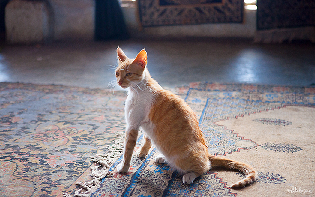 road-trip-factory-fez-41