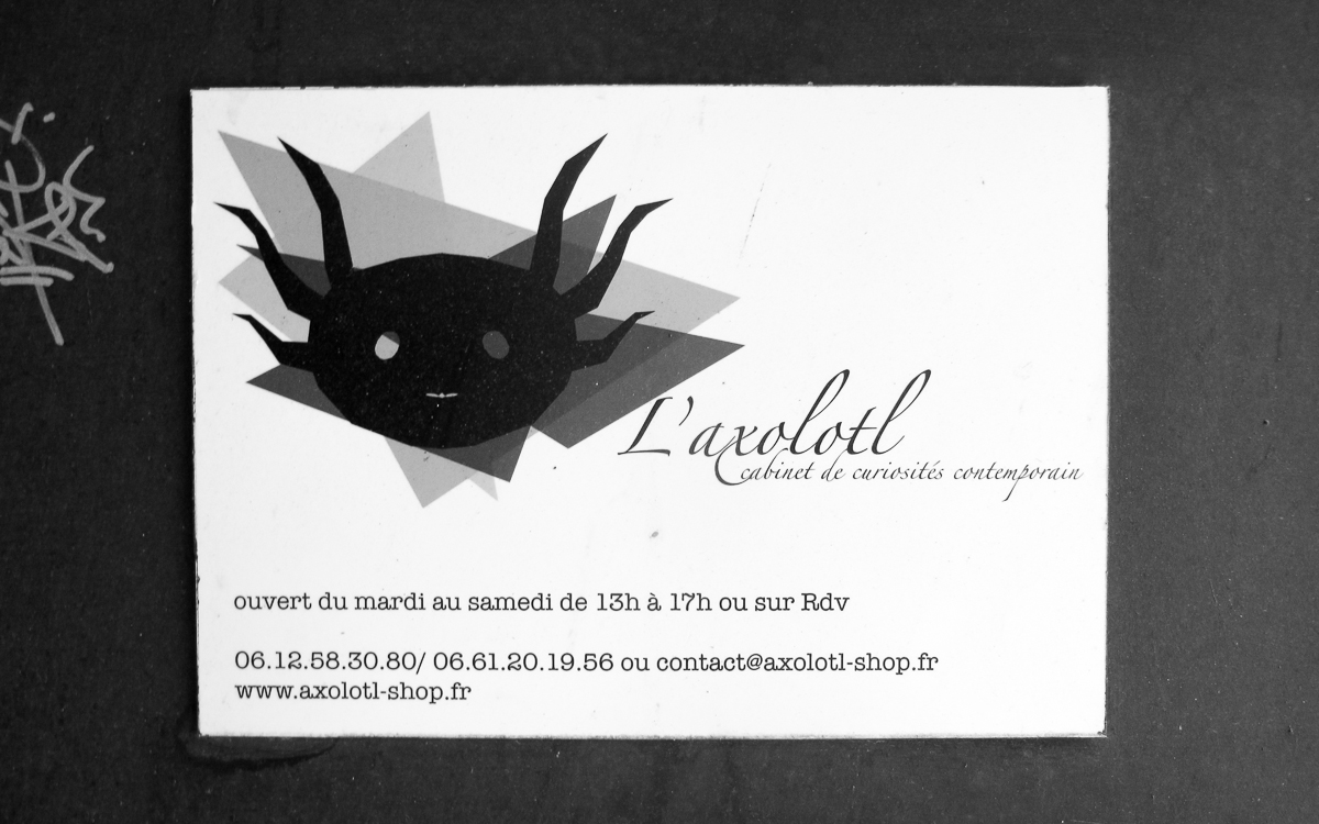 axolotl-toulon-7