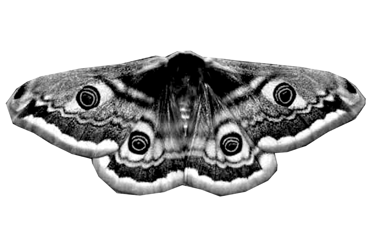 Emperor Moth, Alena Akhmadullina et les autres…