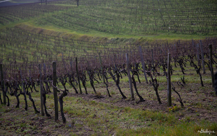 remy-martin-cognac-4