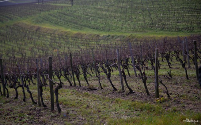 remy-martin-cognac-4