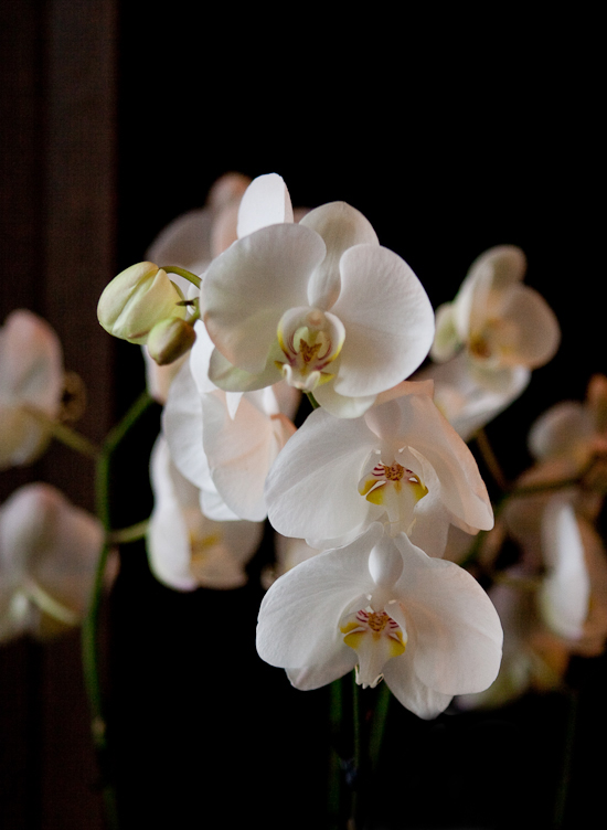 chanel-joaillerie-2010-1 chanel-joaillerie-2010-1